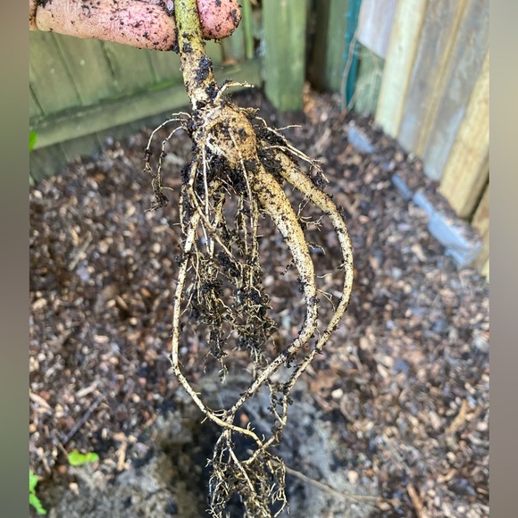Moringa tree, baby. Nice route and bulb system so it has enough energy to ship. - Picture 4 of 12